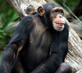 Chimpanzee黑猩猩